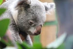 koala looking sad