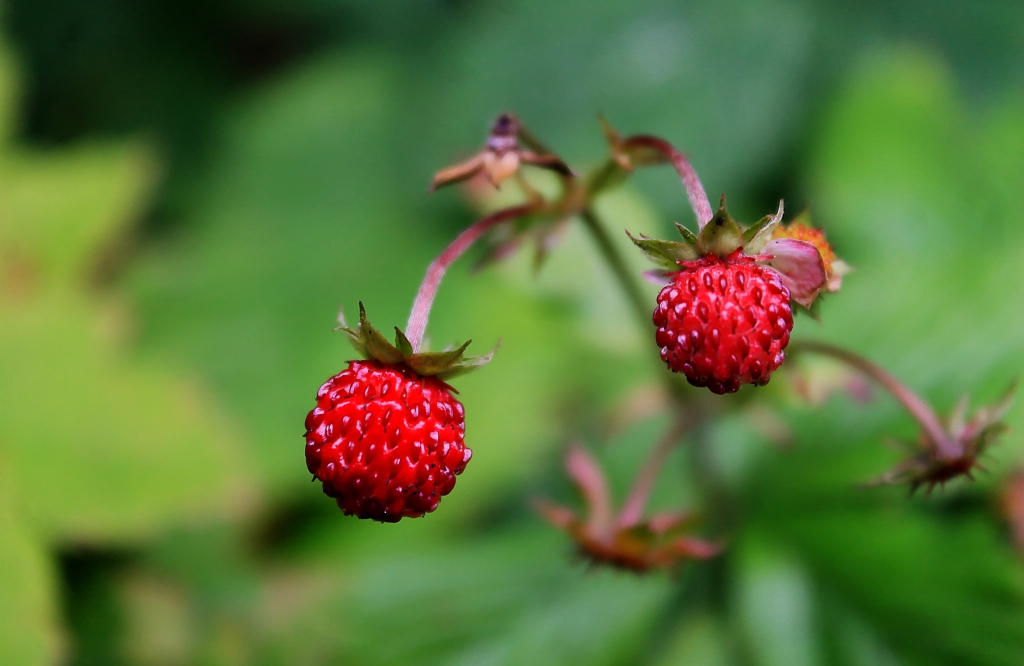 first wild strawberries